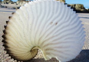The Paper Nautilus hunt is on!